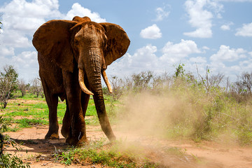 Fototapeta na wymiar Safari nel parco Tsavo East in Kenya