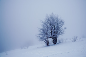  Winter foggy snowy minimalism. Lonely tree on a snowy slope in the foggy mist.