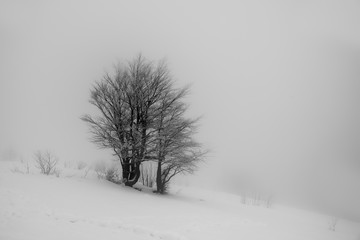 Fototapeta na wymiar Winter foggy snowy minimalism. Lonely tree on a snowy slope in the foggy mist.
