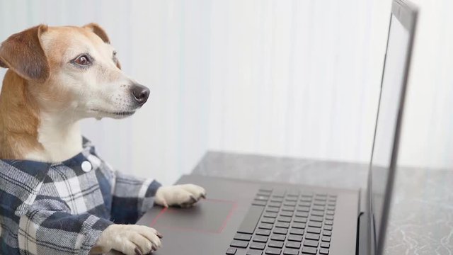 smart dog working with home laptop. work from home. Freelancer lifestyle working from home. quarantine Social distancing. Vertical  video footage