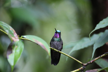 Purple Throated Hummingbird, Costa Rica