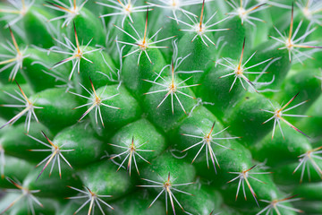 Close up view of a bright green cactus