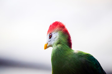 Curious Bird