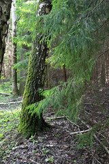 Coniferous tree branches in summer forest