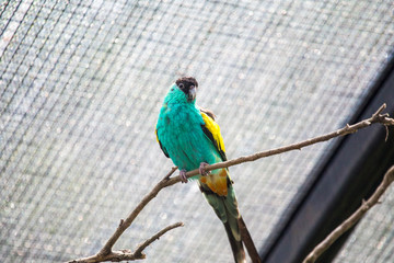 Colorful Little Bird