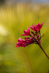 Fleur rouge des caraïbes
