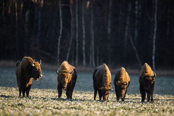 European bison - Bison bonasus in the Knyszyn Forest (Poland) © szczepank
