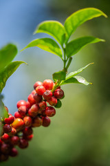 Red Coffee Beans On Tree