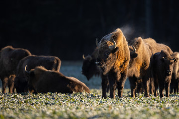 European bison - Bison bonasus in the Knyszyn Forest (Poland)