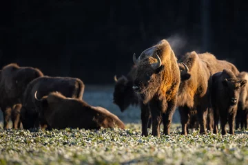 Foto auf Acrylglas European bison - Bison bonasus in the Knyszyn Forest (Poland) © szczepank