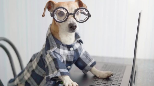 Happy looking camera dog is working on project online. Using computer laptop. Pet wearing glasses and blue shirt. Freelancer work from home during quarantine Social distancing lifestyle. video footage