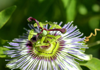 Passion flower in closeup