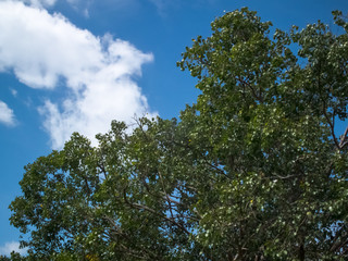 Tree in blue sky.