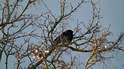a blackbird male perched in a tree in the morning