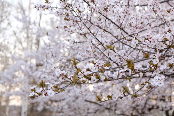 tree flowers in spring