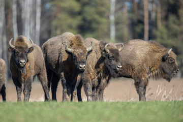 European bison - Bison bonasus in the Knyszyn Forest (Poland) © szczepank