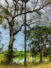 trees in park