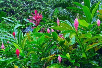 Pink and red flowers blooming in the rainforest in Costa Rica