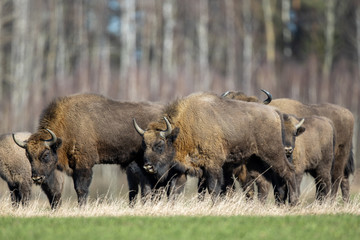 European bison - Bison bonasus in the Knyszyn Forest (Poland)