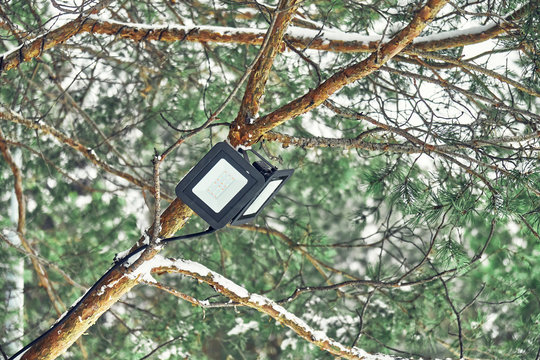 Tree-mounted led spotlight on the pine branch in the winter pine forest