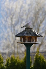 a collared dove perched on a bird feeder in spring