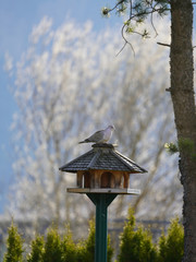 a collared dove perched on a bird feeder in spring
