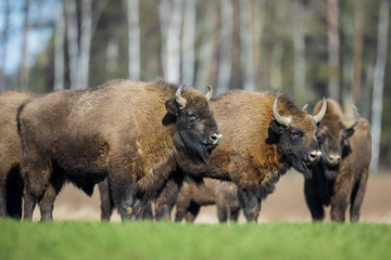 European bison - Bison bonasus in the Knyszyn Forest (Poland) © szczepank