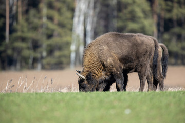 European bison - Bison bonasus in the Knyszyn Forest (Poland) © szczepank