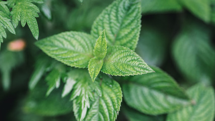 Fresh Lush Green Leaf Branch 