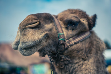 Camel In Saudi Arabia Desert
