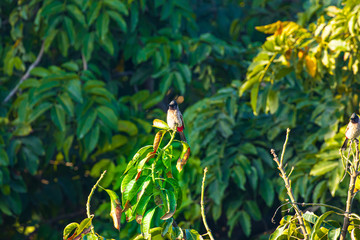 red whiskered bulbul hopping branches of a tree