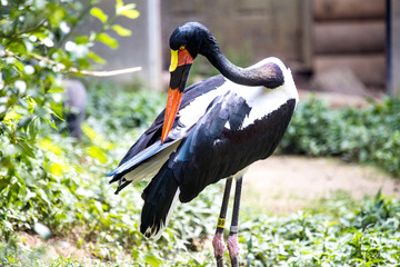 Naklejka premium Preening Bird