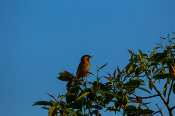 bulbul bird with marvellous yellow and blue bill