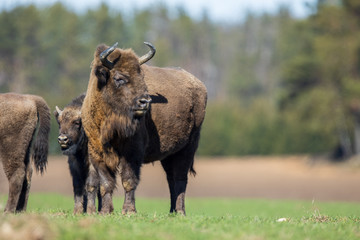 European bison - Bison bonasus in the Knyszyn Forest (Poland) © szczepank