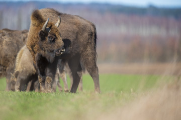 European bison - Bison bonasus in the Knyszyn Forest (Poland) © szczepank