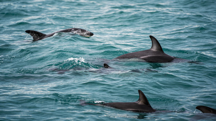 Obraz premium Dolphin In New Zealand