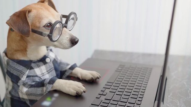 freelancer hungry dog looking to computer  screen and licking. Funny pet in blue shirt and nerd. Video footage. quarantine lifestyle working from home. quarantine Social distancing. 
