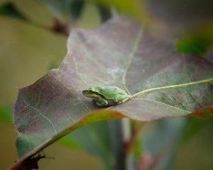 frog on leaf relaxing