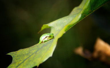 frog tree frog in the sun