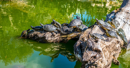 Many turtles sun themselves on a log in a pond