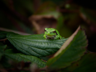 green tree frog on leaf