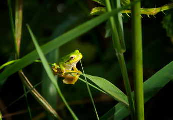 frog on leaf