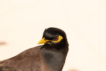 myna bird drinking dew drops on a leaf