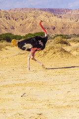 Ostrich, in the Yotvata Hai-Bar Nature Reserve