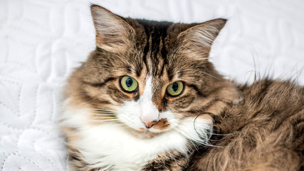 Brown, adult cat with green eyes. Lying on a white blanket. Looks haughty. Horizontal photo. Side view