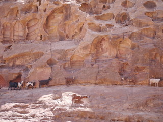 scenery with group of seven goats in white, black and brown standing at a rocky cliff near Petra,...