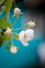 
buds and young flowers of apple trees on a blue background in early spring