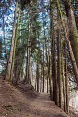 Hiking path in coniferous forest, Stiavnica Mountains, Slovakia