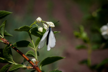white butterfly on the branches of blooming jasmine