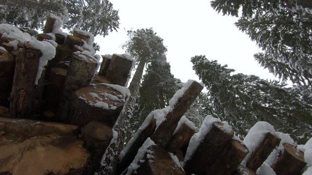 Ascending looking up spruce tree logs stored in forest and covered with snow